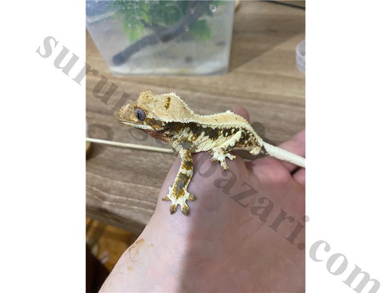 Lilly White Erkek Crested Gecko